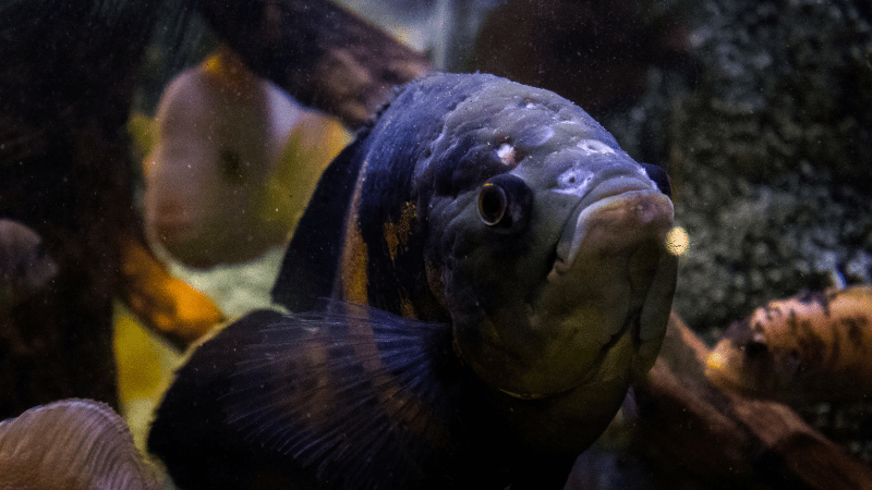 Aquarium Barcelona pez