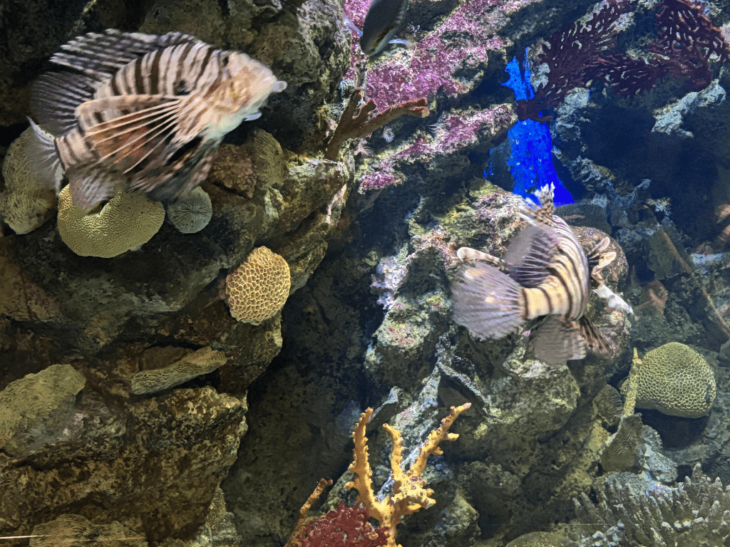 Aquarium Barcelona- Pecera